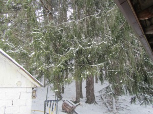 Norwegian Spruce next to our Cellar House....