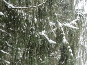 Snow resting peacefully on the Norwegian Spruce 